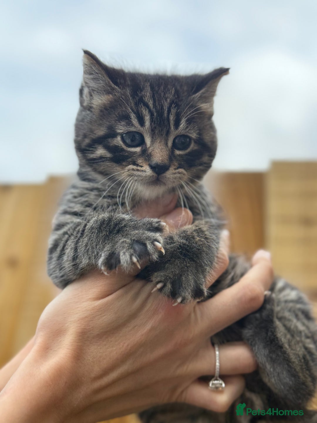 Scottish Fold cats for sale: Adorable Scottish Fold Cross Kittens - Advert 3