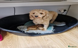 Miniature Poodle dogs for sale: Minature poodles for sale - Image 6