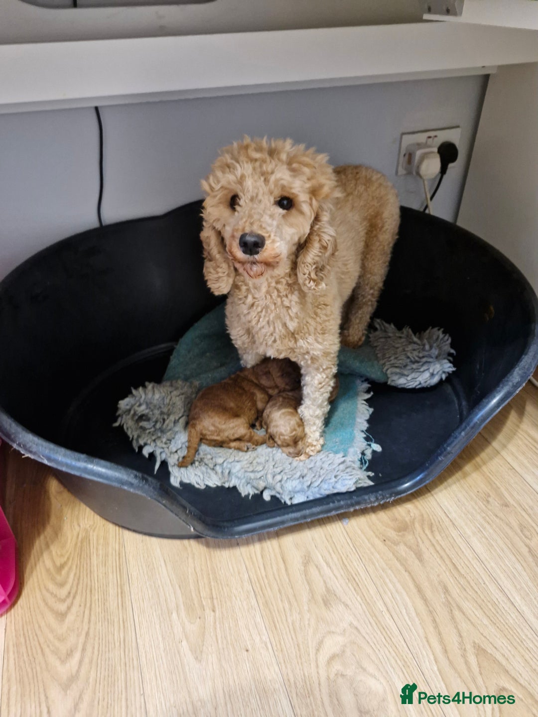 Miniature Poodle dogs for sale: Minature poodles for sale - Image 6