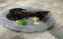 Miniature Dachshund dogs for sale: 2 miniature daschunds - Image 5