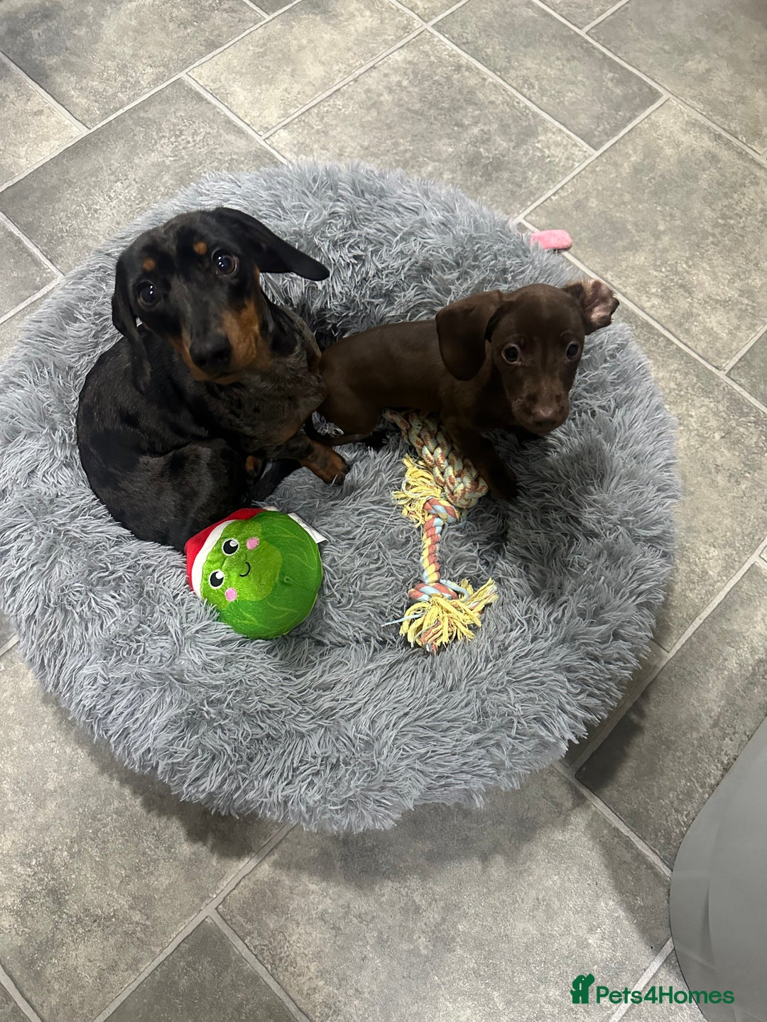 Miniature Dachshund dogs for sale: 2 miniature daschunds - Image 5