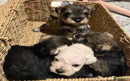 Miniature Schnauzer dogs for sale: Miniature Schnauzer Puppies - Image 4