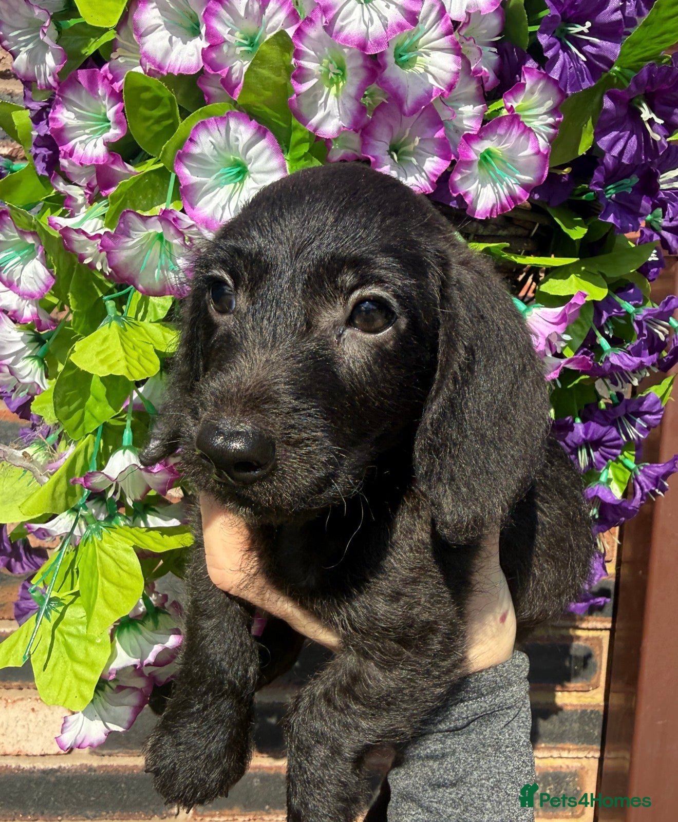 Doxiepoo dogs 🧡💛Adorable Daxipoo Puppies 💜🩷 - Advert 5