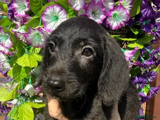 Doxiepoo dogs 🧡💛Adorable Daxipoo Puppies 💜🩷 - Advert 5