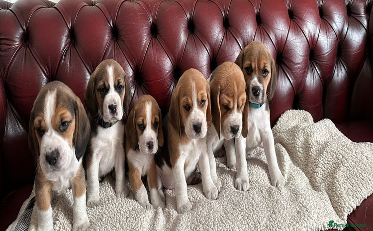 Beagle dogs - Advert 1