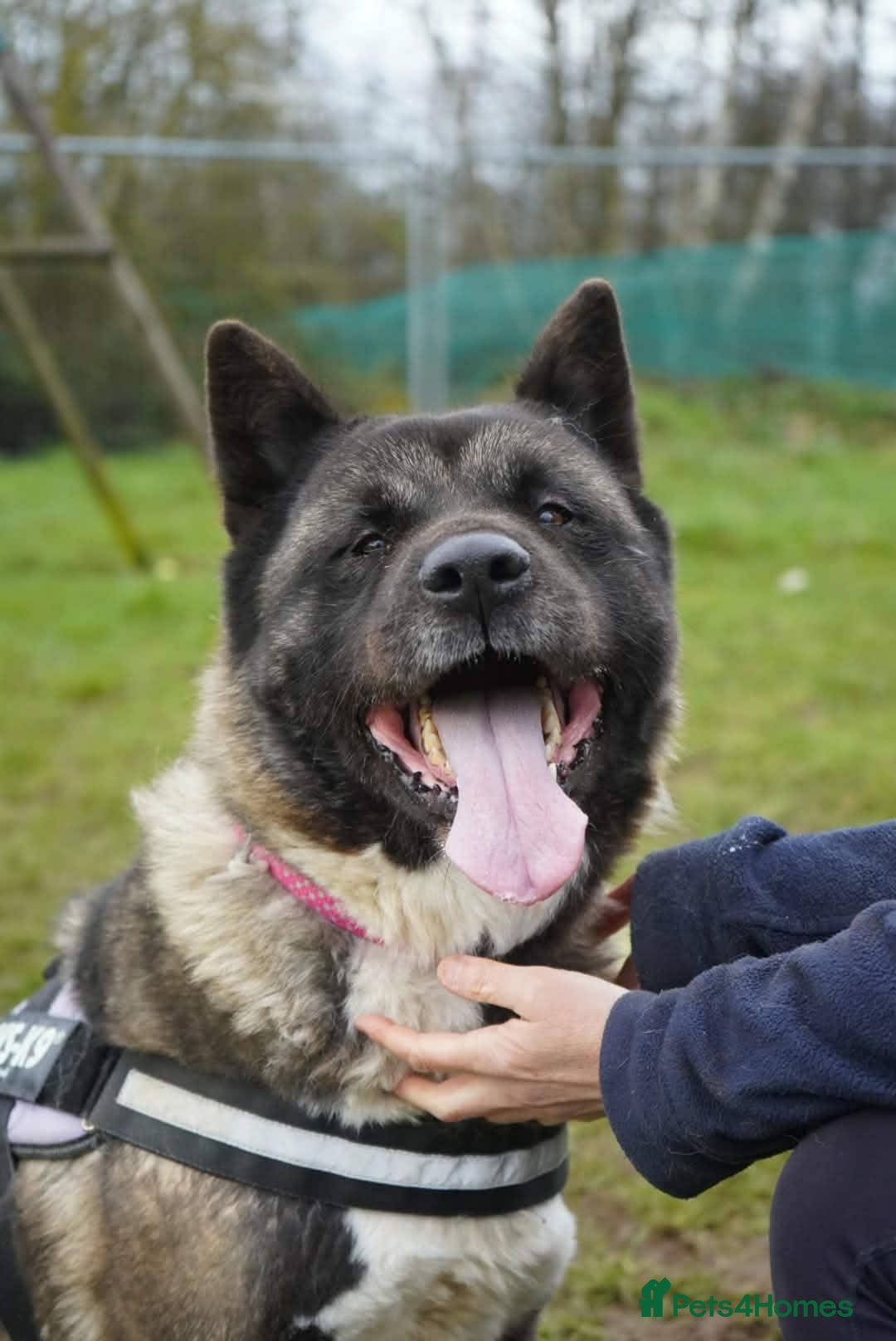 Akita dogs Kita age 5 - Advert 1
