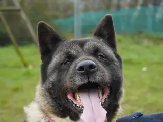 Akita dogs Kita age 5 - Advert 1