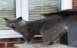 Scottish Fold cats for stud:  East Midlands Tica Blue British shorthair stud  in Derby - Image 4