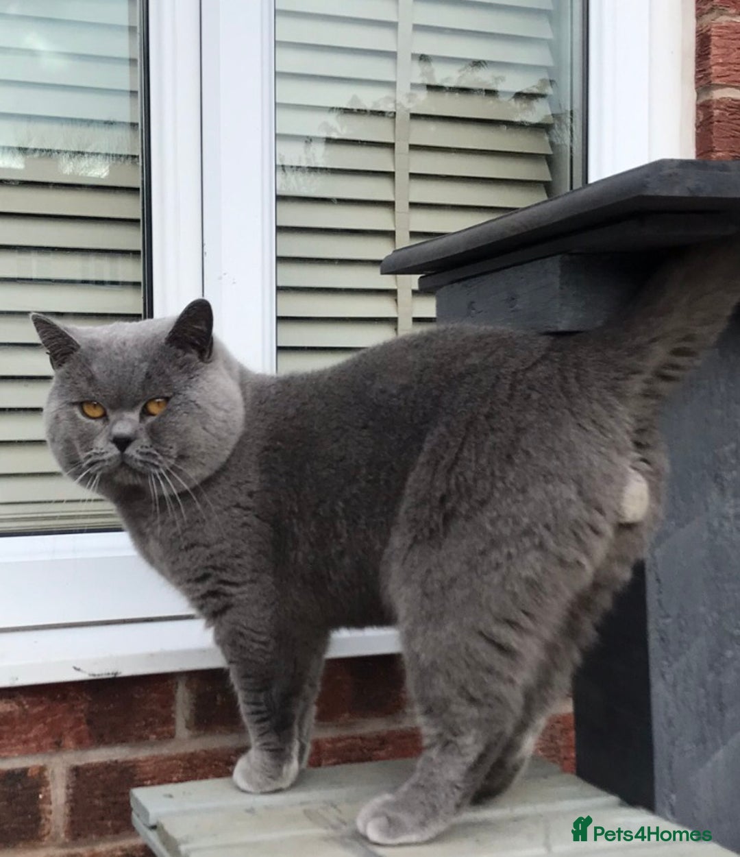 Scottish Fold cats for stud:  East Midlands Tica Blue British shorthair stud  in Derby - Image 4