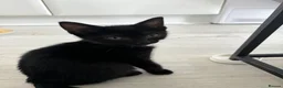 Siamese cats for sale: Half Siamese kittens  - Advert 5