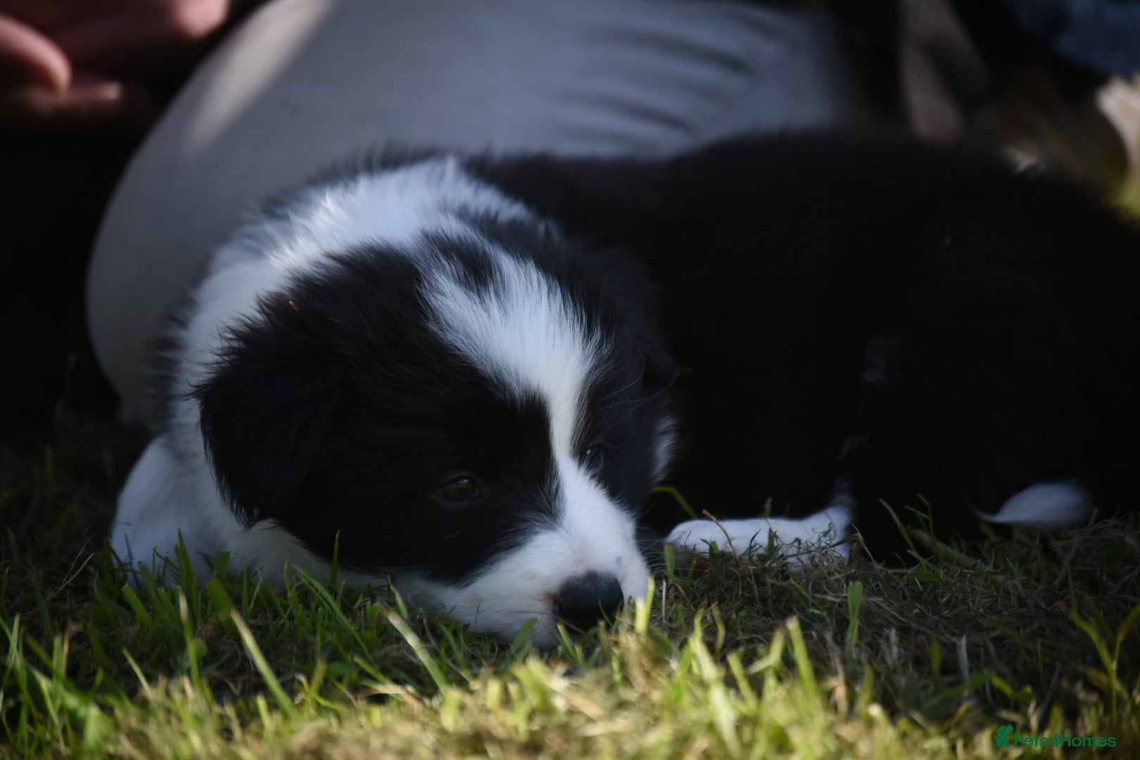 Border Collie dogs for sale: 1 health tested boy left - Advert 4