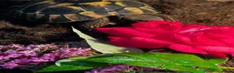 Hermann Tortoise reptiles for sale: Much loved male hermans - Advert 5