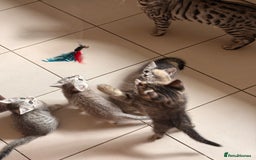 Mixed Breed cats for sale: Cute Kittens - Image 16