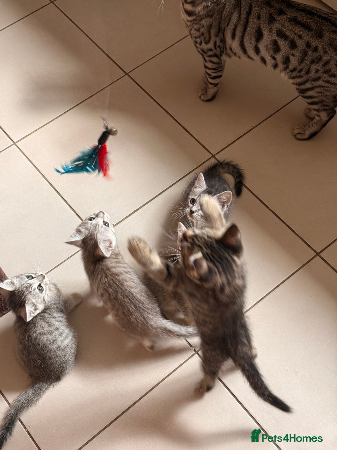 Mixed Breed cats for sale: Cute Kittens - Image 16