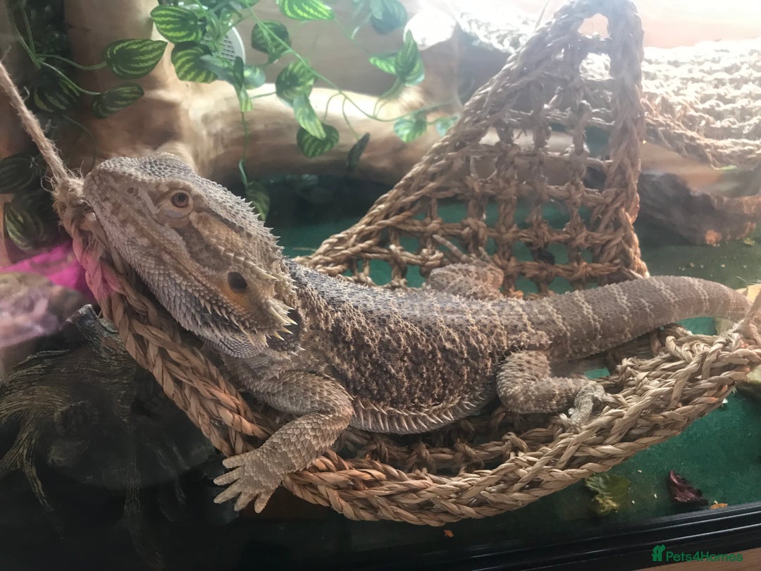 Bearded Dragon reptiles for sale: Bearded dragon boy names Loki the lizard  - Image 13