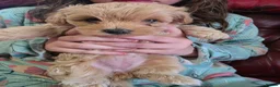 Maltipoo dogs for sale: ONLY 1 girl left READY NOW - Advert 9