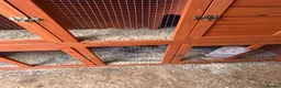 Guinea Pig rodents for sale: 1 year old female guinea pig  in Telford - Advert 3