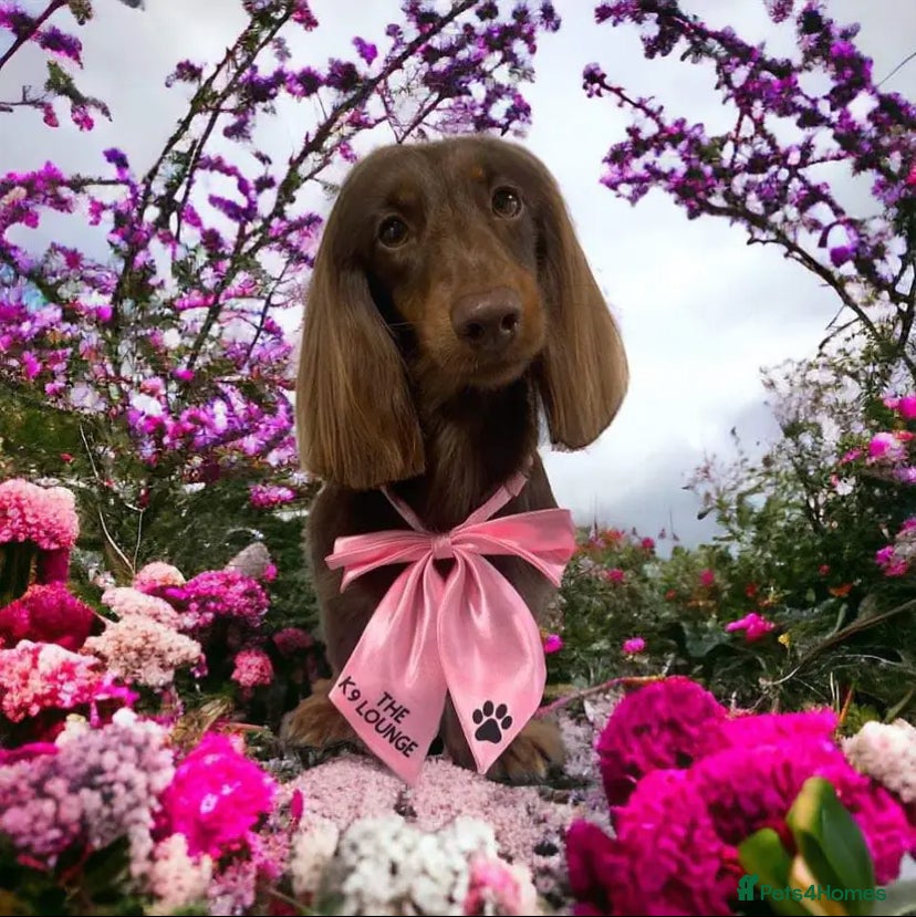 Miniature Dachshund dogs Long haired miniature dachshund  - Advert 4