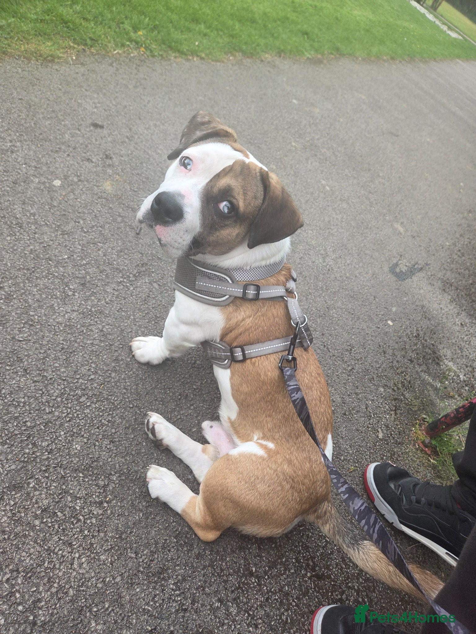 Mixed Breed dogs 6 month male mixed breed - Advert 1