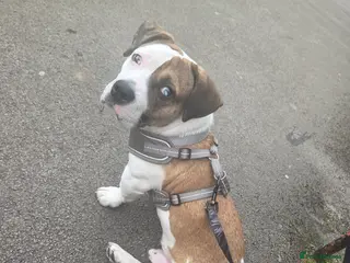 Mixed Breed dogs 6 month male mixed breed - Advert 14