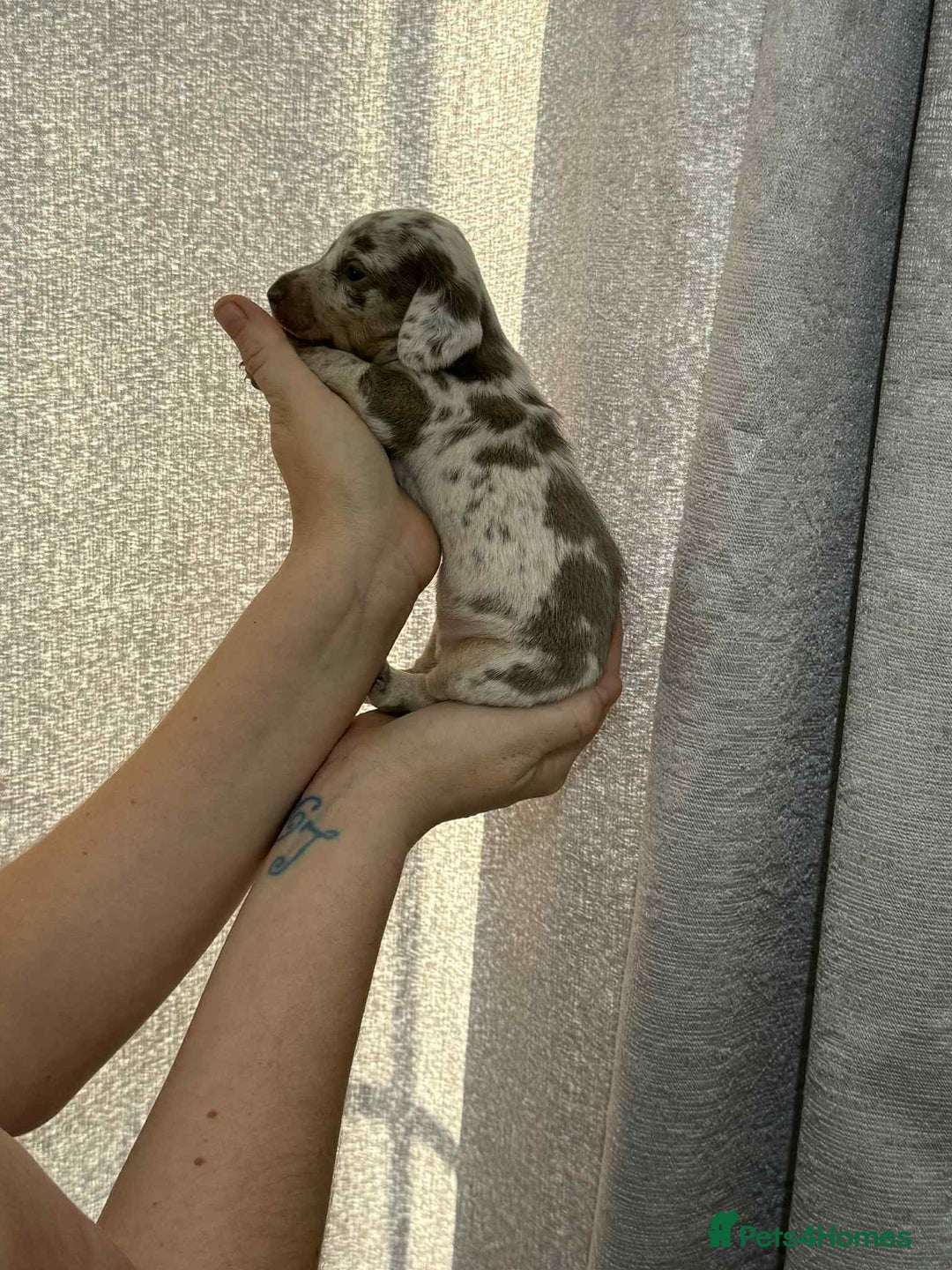 Miniature Dachshund dogs for sale: Miniature dachshunds  - Image 10