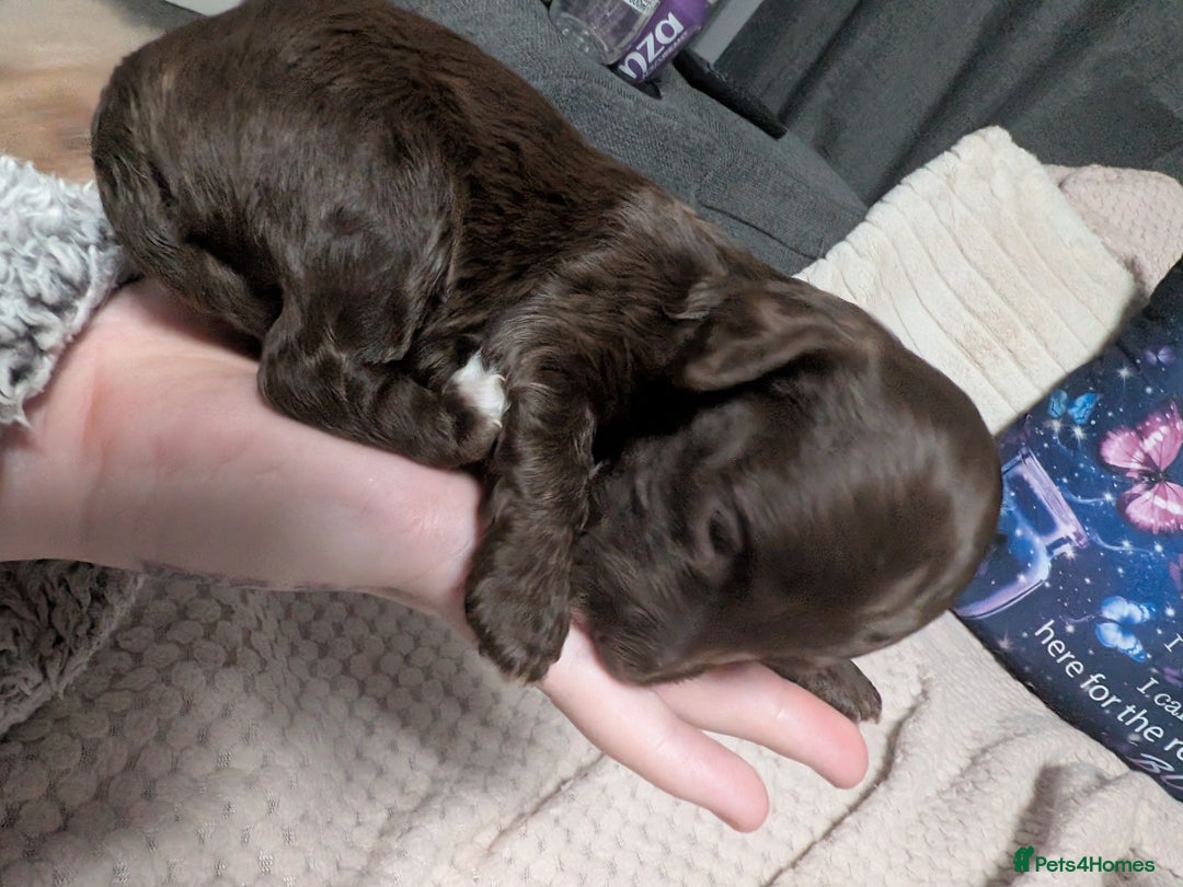 Mixed Breed dogs for sale: Miniature doxipoo  - Advert 10