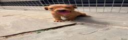 Labrador Retriever dogs for sale: Beautiful Pedigree Fox Red Labrador Puppies in Honiton - Advert 13