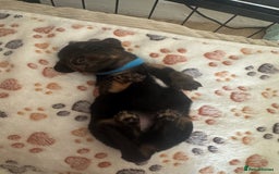 Miniature Dachshund dogs for sale: Miniature daschund puppies - Image 18