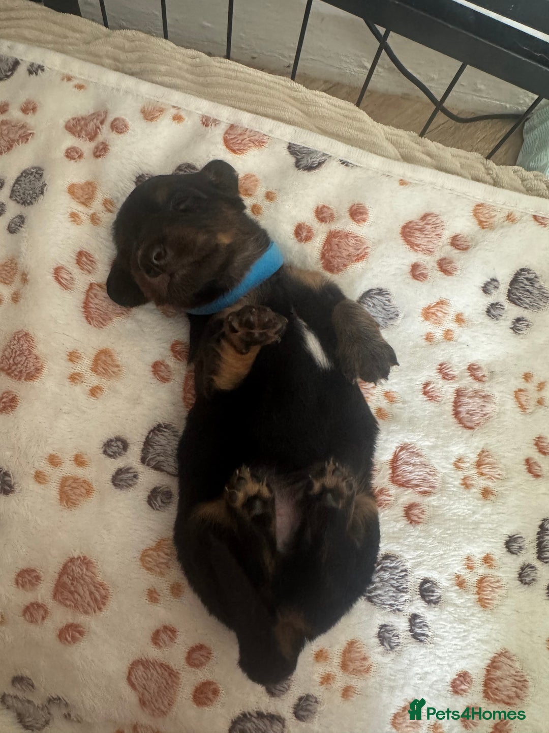 Miniature Dachshund dogs for sale: Miniature daschund puppies - Image 18