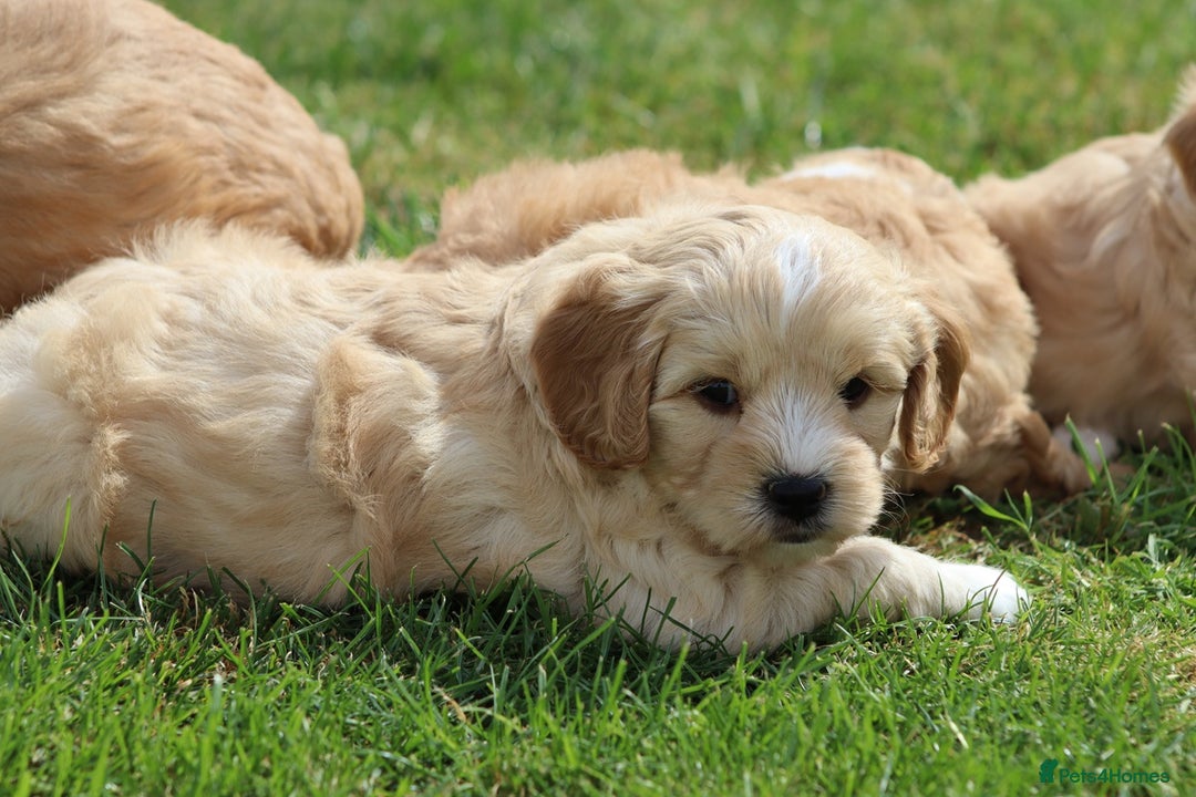 Cavapoochon dogs for sale: Beautiful Cavapoochon puppies for sale - Image 19