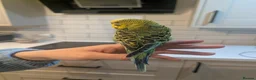 Budgerigars birds for sale: Boy budgie forsale in Chester - Advert 2