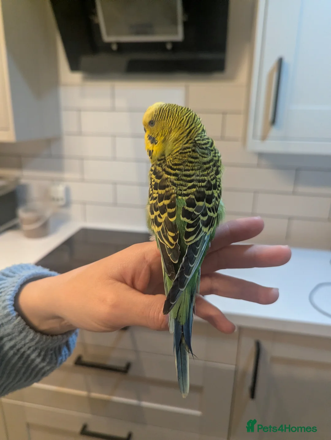 Budgerigars birds for sale: Boy budgie forsale in Chester - Advert 2