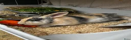 French Lop rabbits for sale: 2 male lops free to a good home - Advert 2