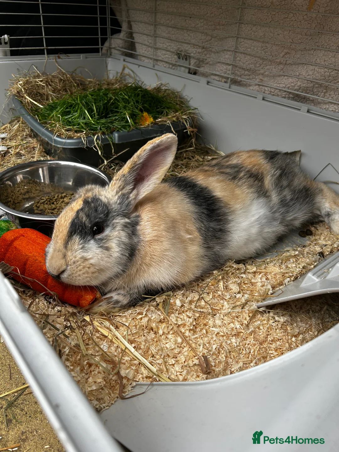 French Lop rabbits for sale: 2 male lops free to a good home - Advert 2