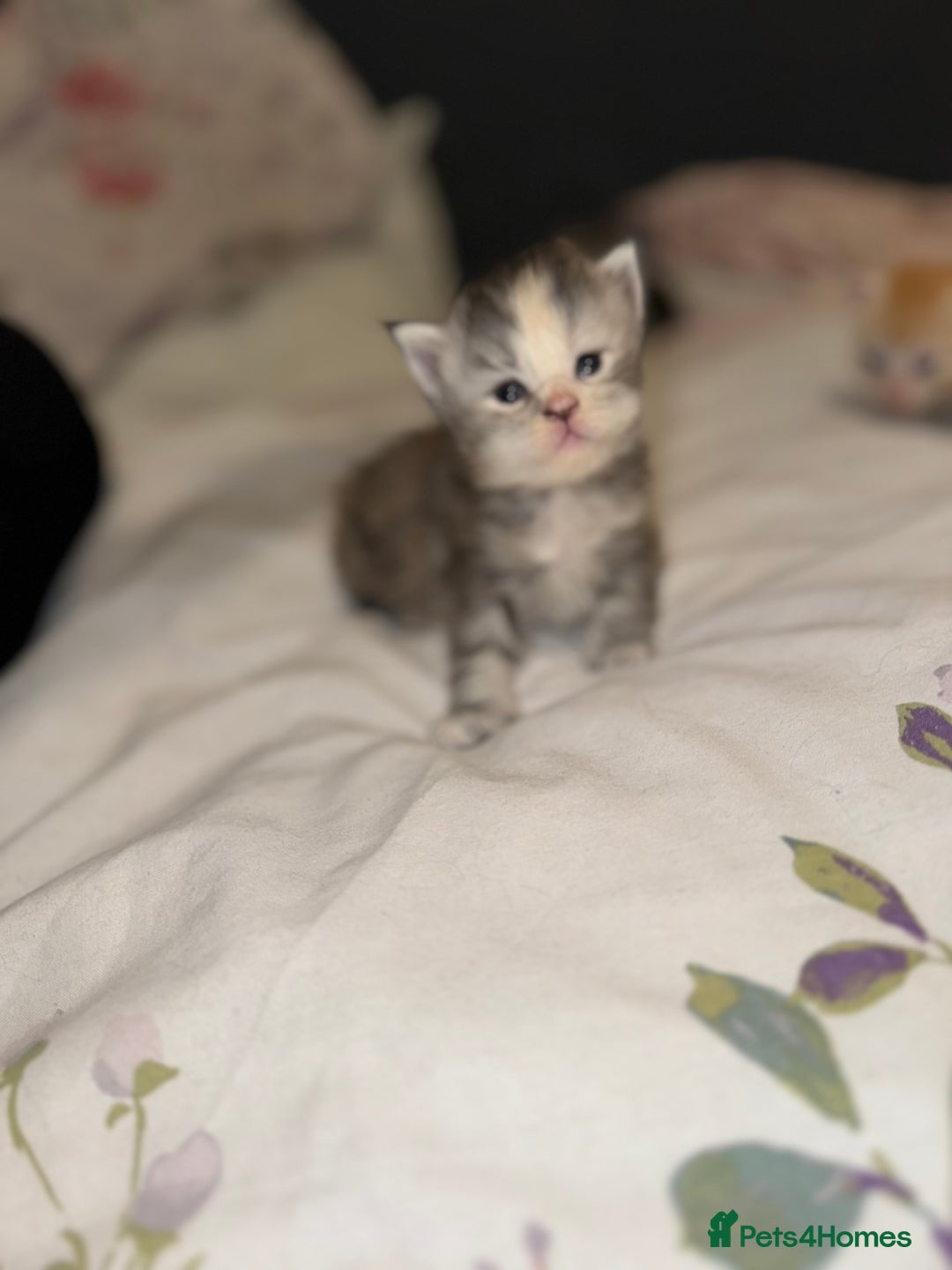 Maine Coon cats for sale: 3 week old mainecoon kittens - Advert 13