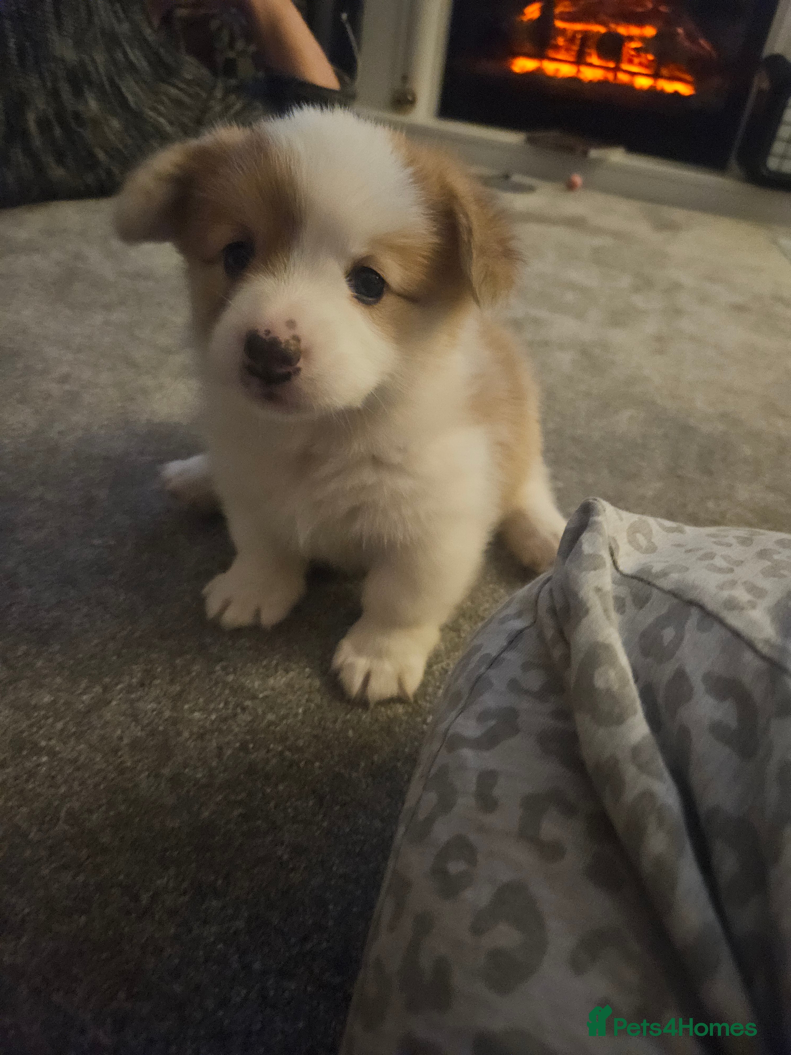 Welsh Corgi Pembroke dogs welsh Pembroke puppies  - Advert 1