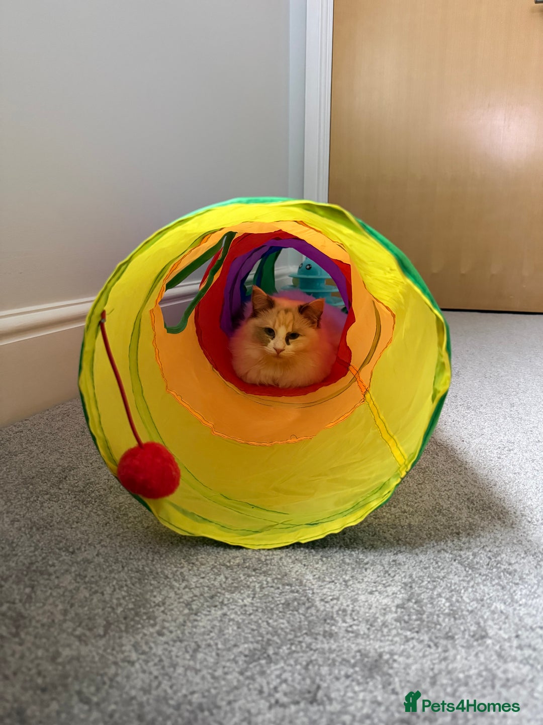 Ragdoll cats for sale: Female Ragdoll Blue Tortie Bicolour - Advert 5