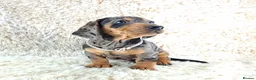 Miniature Dachshund dogs for sale: Beautiful Miniature Dachshund Puppies  - Advert 15