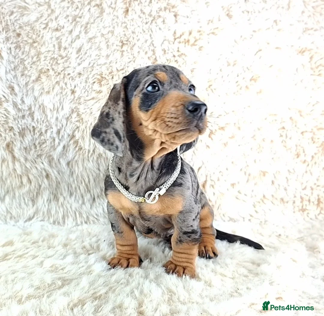 Miniature Dachshund dogs for sale: Beautiful Miniature Dachshund Puppies  - Advert 15