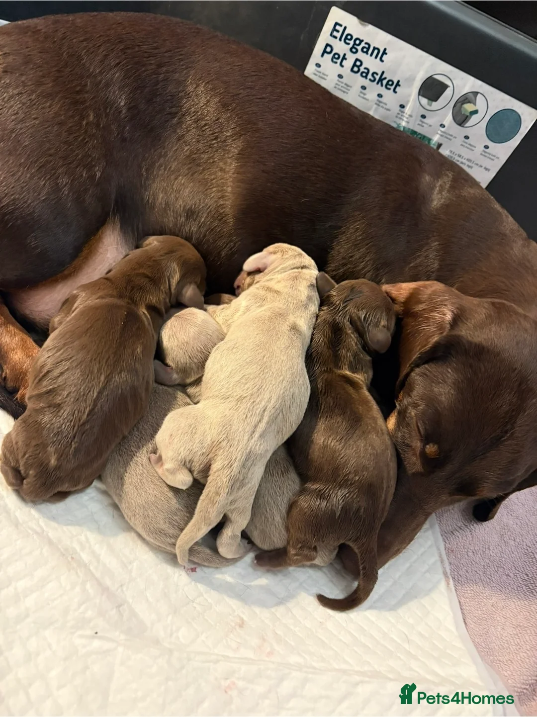 Miniature Dachshund dogs for sale: Absolutely beautiful  in Portsmouth - Advert 1
