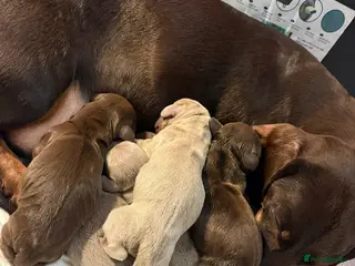 Miniature Dachshund dogs Absolutely beautiful in Portsmouth - Advert 8