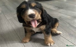 Cocker Spaniel dogs for sale: 3Beautiful show type cocker spaniels 💕♥️ 💙💕 - Image 4