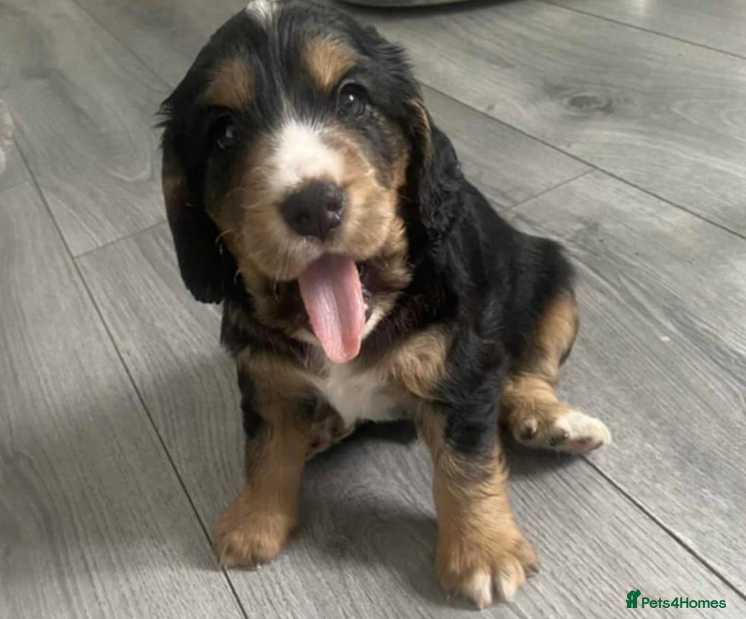 Cocker Spaniel dogs for sale: 3Beautiful show type cocker spaniels 💕♥️ 💙💕 - Image 4