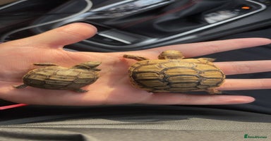 Tortoise reptiles - Advert 9