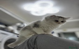 Persian cats for sale: Lovely Persian cats  - Image 32