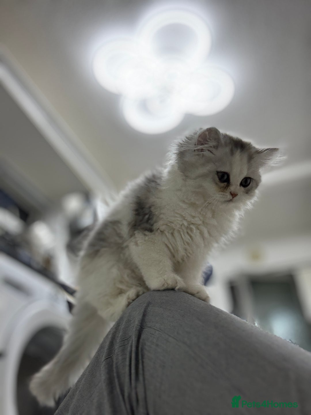 Persian cats for sale: Lovely Persian cats  - Image 32