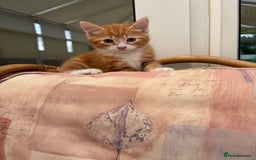 Mixed Breed cats for sale: Ginger Male Kitten -£220 - Image 11