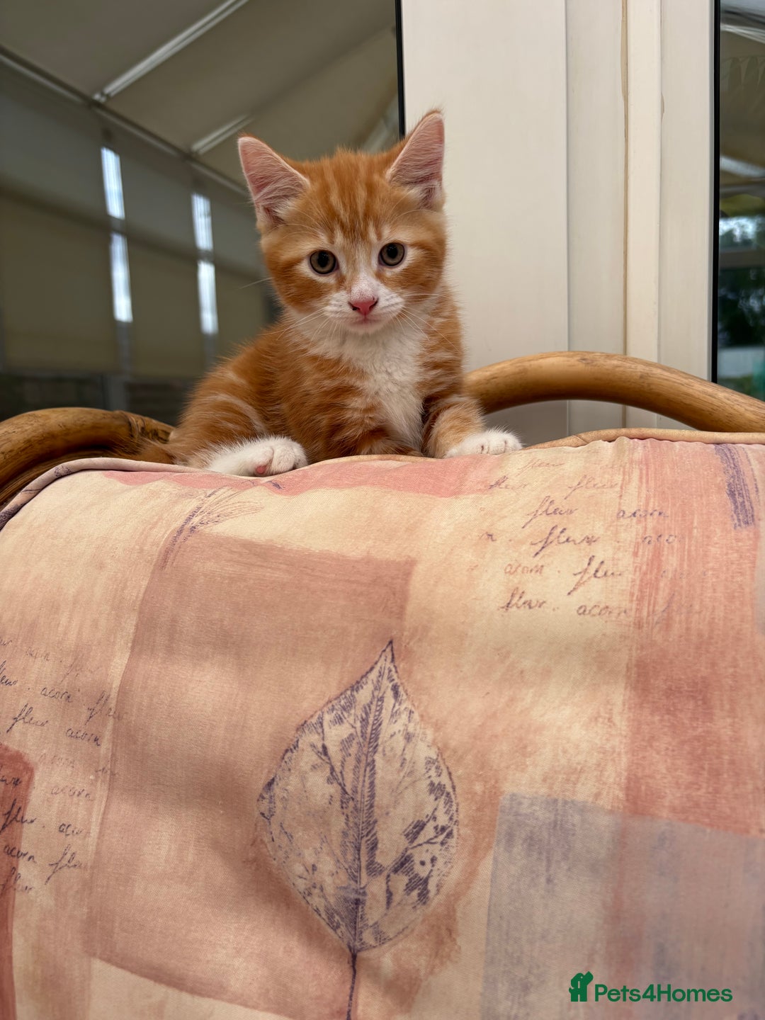 Mixed Breed cats for sale: Ginger Male Kitten -£220 - Image 11