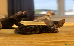 Bengal cats for sale: Ready to leave 3 left, 3/4 Bengal Kittens Rosetted - Image 8
