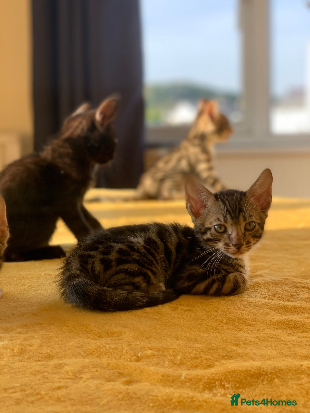 Bengal cats for sale: Ready to leave 3 left, 3/4 Bengal Kittens Rosetted - Image 8